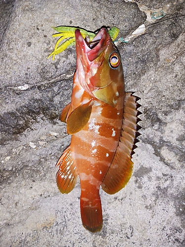 アカハタの釣果