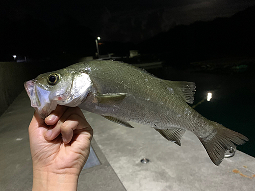 セイゴ（ヒラスズキ）の釣果