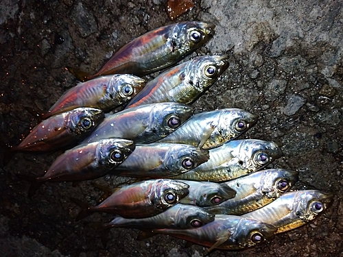 アジの釣果