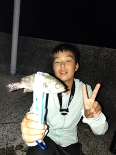 クロメバルの釣果