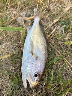 イシモチの釣果