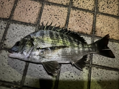 クロダイの釣果