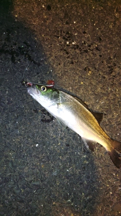 セイゴ（マルスズキ）の釣果