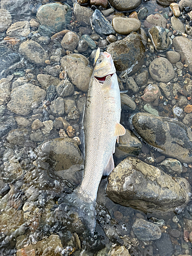 ウグイの釣果