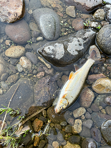 ウグイの釣果