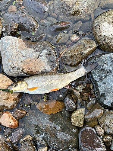 ウグイの釣果