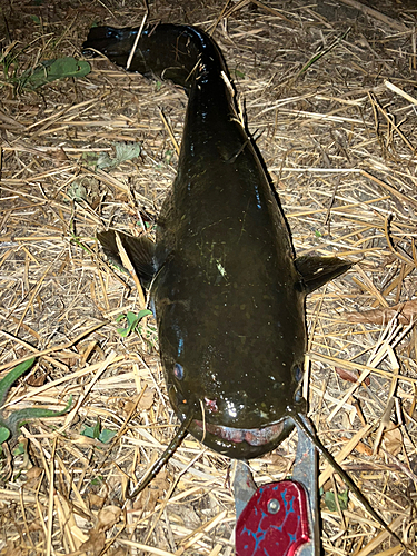 ナマズの釣果