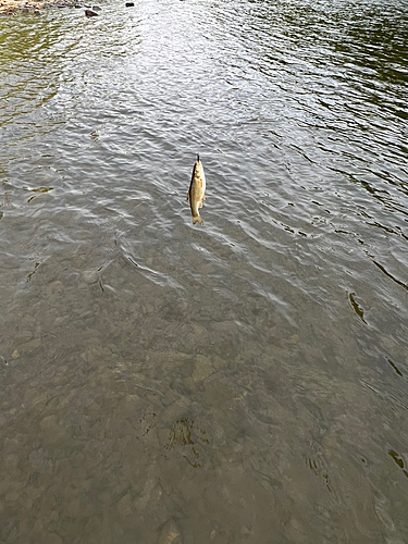 ウグイの釣果