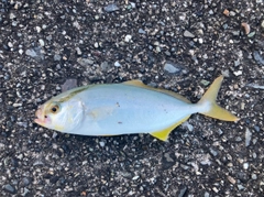 ショゴの釣果