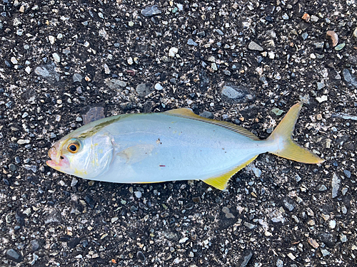 ショゴの釣果