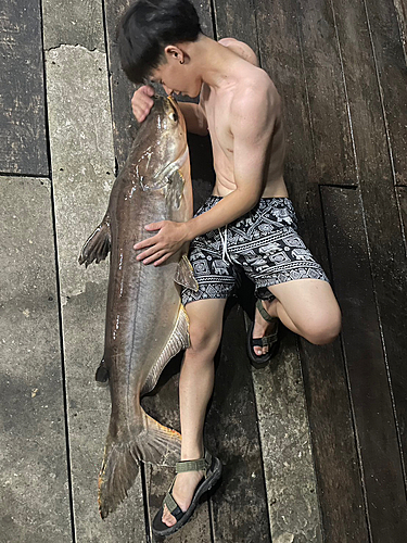 メコンオオナマズの釣果