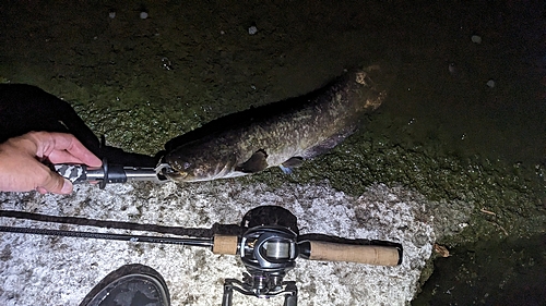 ナマズの釣果