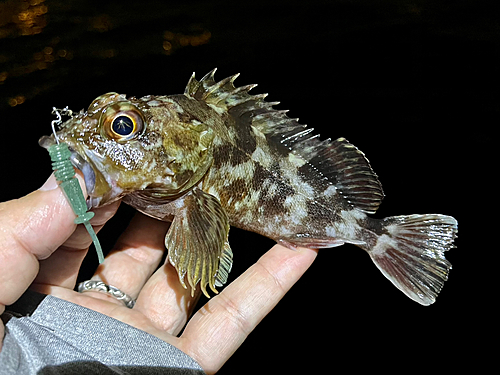 ガシラの釣果