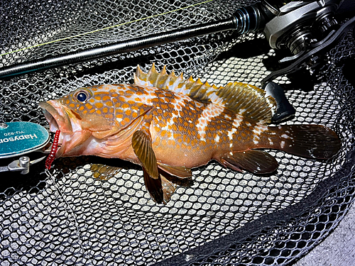 アコウの釣果