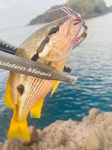 ヨコスジフエダイの釣果