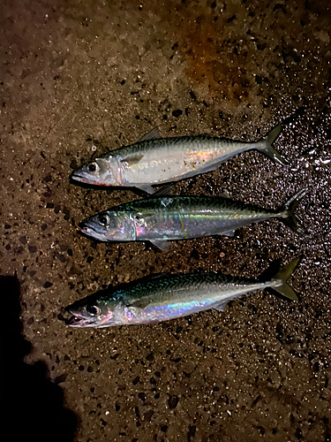 サバの釣果