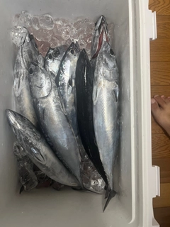 マルソウダの釣果