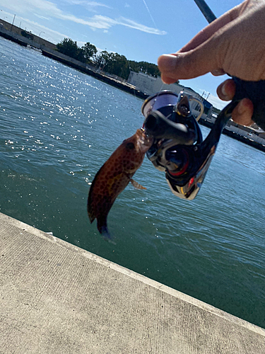 オオモンハタの釣果