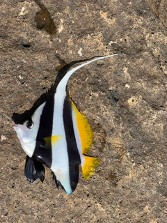 クチブトグレの釣果