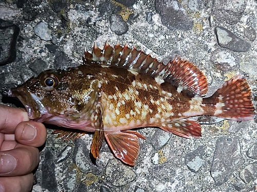 カサゴの釣果