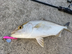 ショゴの釣果