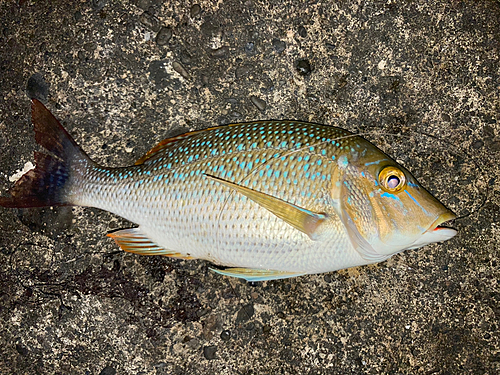 ハマフエフキの釣果