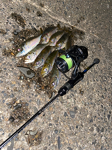 アジの釣果