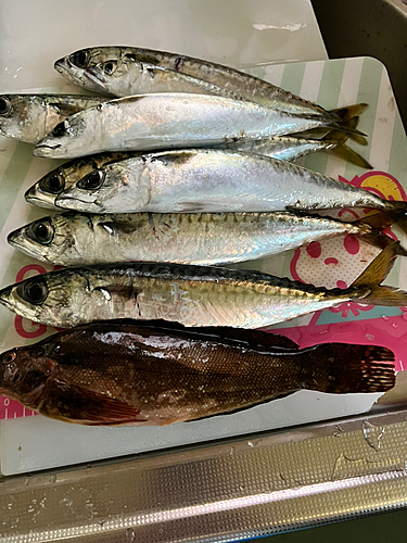 サバの釣果