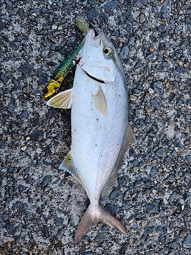 ショゴの釣果