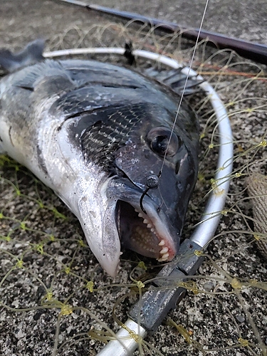 チヌの釣果