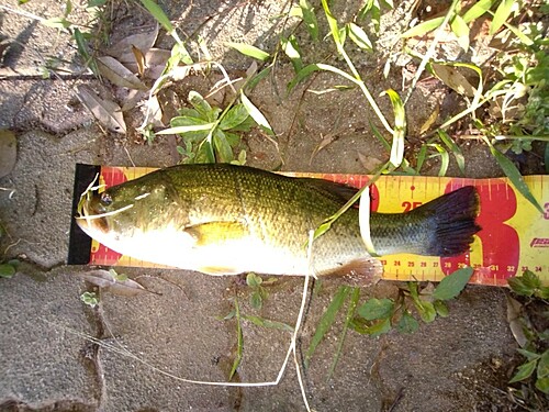 ブラックバスの釣果