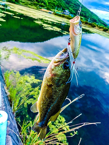 ブラックバスの釣果