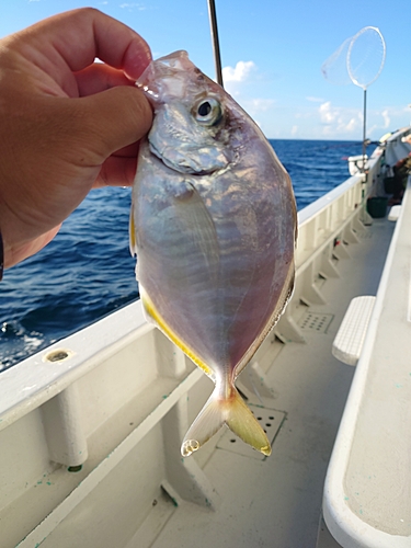 カイワリの釣果