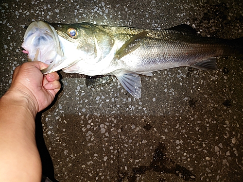 スズキの釣果