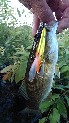 スモールマウスバスの釣果