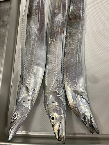 タチウオの釣果