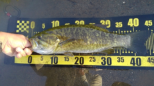 スモールマウスバスの釣果