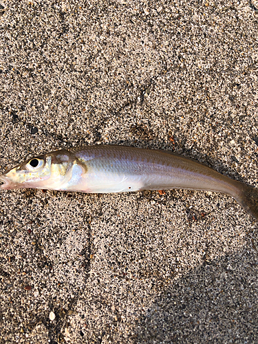 キスの釣果