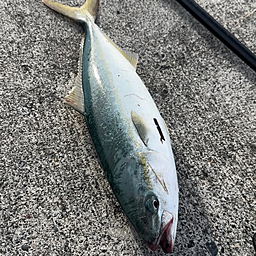 その他の人の釣果