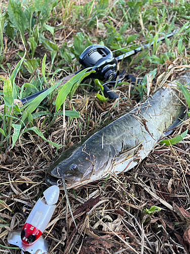 ナマズの釣果