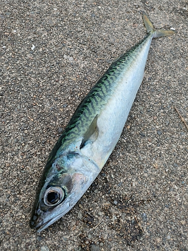 サバの釣果