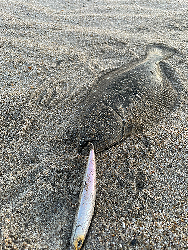 ソゲの釣果