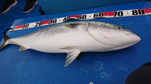 ブリの釣果