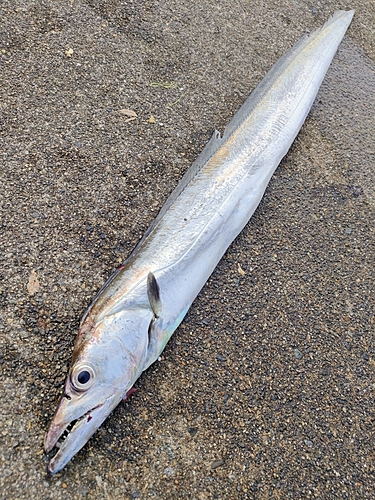 タチウオの釣果