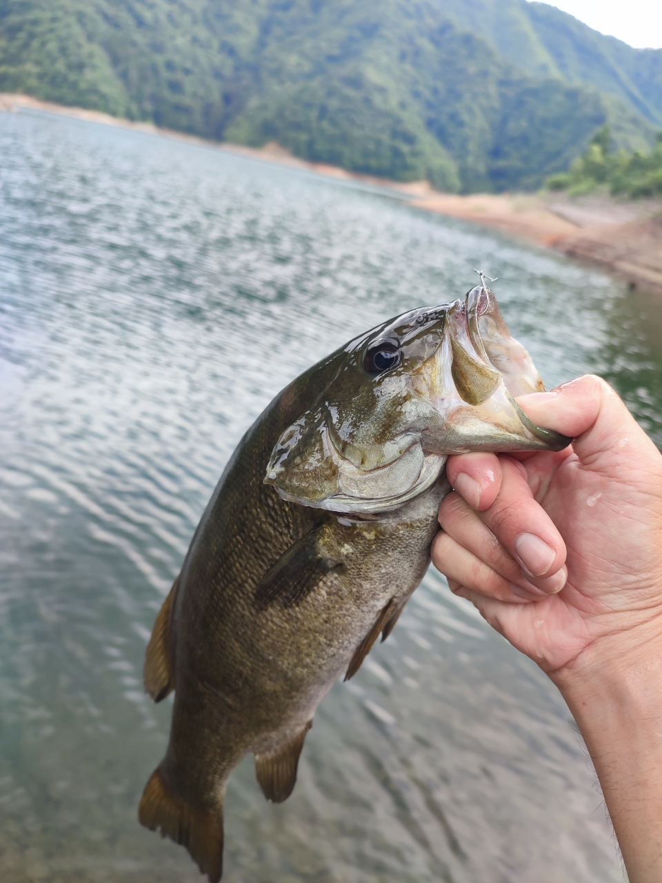 スモールマウスバス