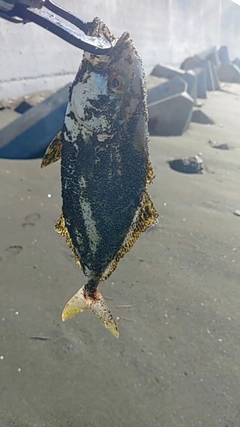 ショゴの釣果