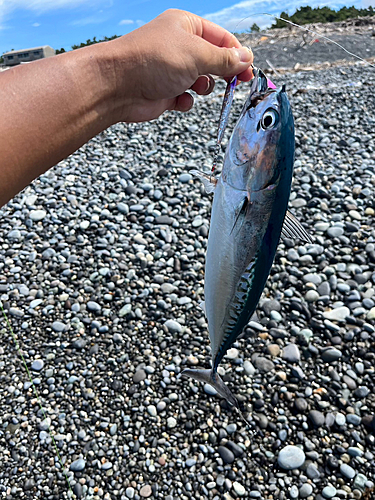 マルソウダの釣果