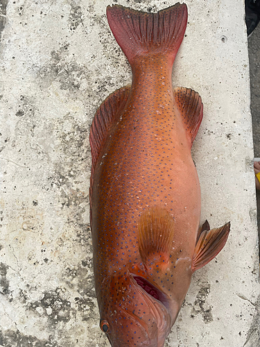 アカジンミーバイの釣果