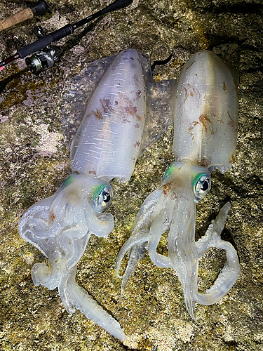 アオリイカの釣果