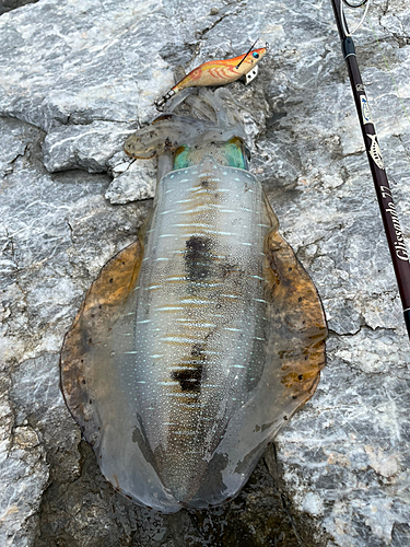 アオリイカの釣果